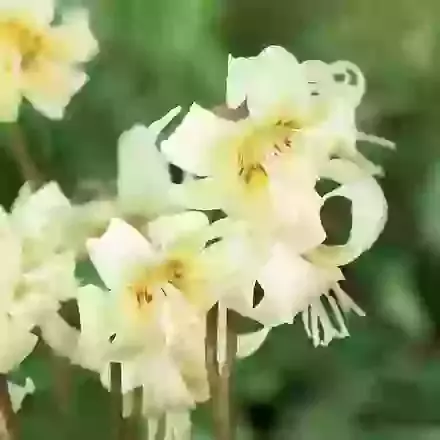 White Beauty